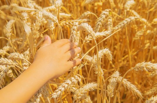 A child in a wheat field. Selective focus. nature.