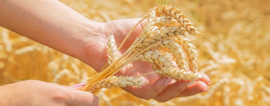 Girl spikelets of wheat in the hands. Selective focus. nature.