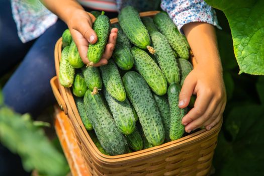 The child is harvesting cucumbers. Selective focus. Food.