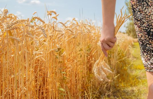 Girl spikelets of wheat in the hands. Selective focus. nature.