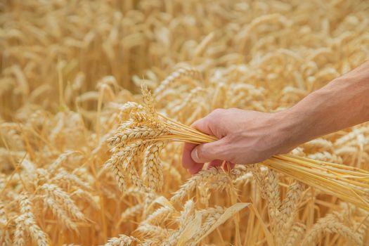 A man with spikelets of wheat in his hands. Selective focus. nature.