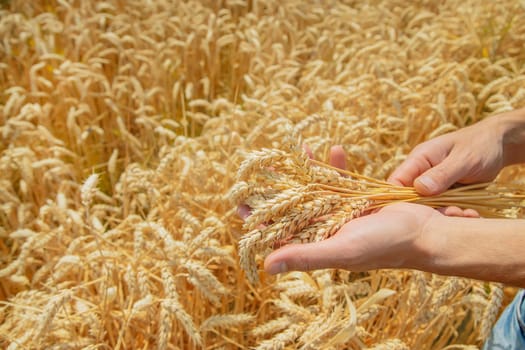 A man with spikelets of wheat in his hands. Selective focus. nature.