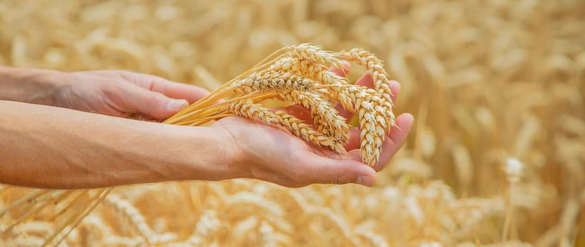 A man with spikelets of wheat in his hands. Selective focus. nature.