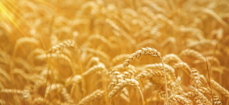 Wheat field on a sunny day. Selective focus. nature.