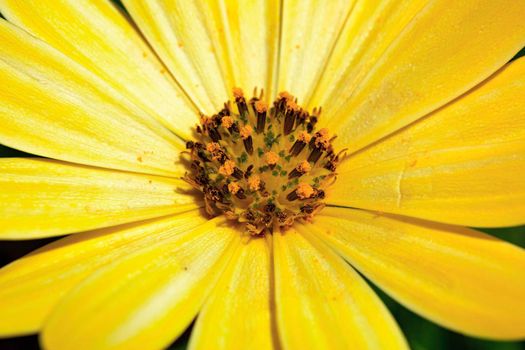 Macro detail of a common flower: a yellow daisy, detail of the petals and spores of the central bulb of the flower