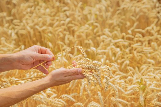 A man with spikelets of wheat in his hands. Selective focus. nature.