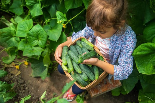 The child is harvesting cucumbers. Selective focus. Food.