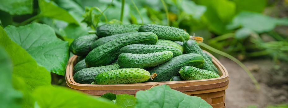 homemade cucumber cultivation and harvest. selective focus. nature