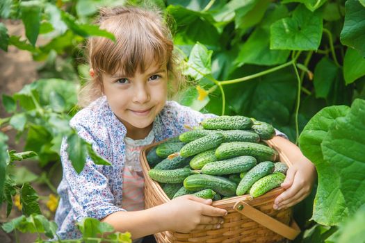 homemade cucumber cultivation and harvest in the hands of a child. selective focus.