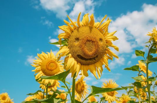 Field of blooming sunflowers. Nature. Selective focus nature