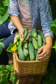 The child is harvesting cucumbers. Selective focus. Food.