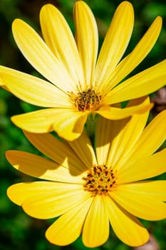 Macro detail of a common flower: a yellow daisy, detail of the petals and spores of the central bulb of the flower