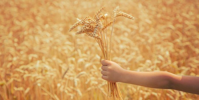 A child in a wheat field. Selective focus. nature.