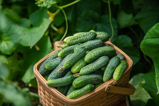Harvest cucumbers in a basket. Selective focus. Food.