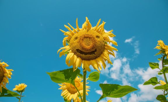 Field of blooming sunflowers. Nature. Selective focus nature