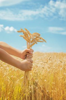 A child in a wheat field. Selective focus. nature.