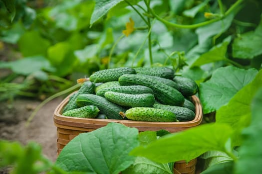 homemade cucumber cultivation and harvest. selective focus. nature