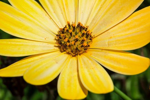 Macro detail of a common flower: a yellow daisy, detail of the petals and spores of the central bulb of the flower