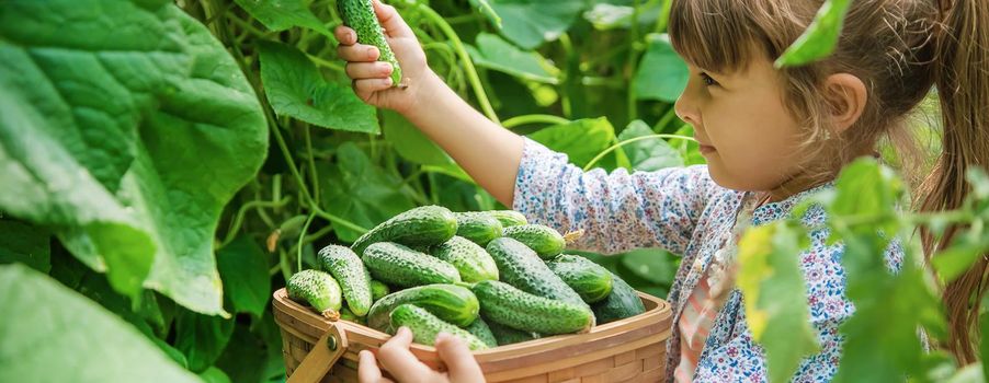 homemade cucumber cultivation and harvest in the hands of a child. selective focus.