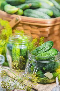 preservation of fresh house cucumbers. Selective focus. nature