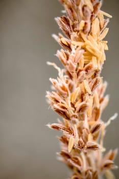 Close-up detail of an orange flower photographed with a macro lens