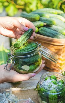 preservation of fresh house cucumbers. Selective focus. nature