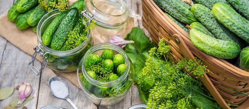 preservation of fresh house cucumbers. Selective focus. nature