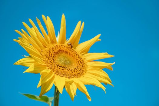 Field of blooming sunflowers. Nature. Selective focus nature