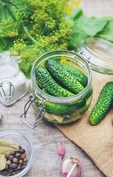 preservation of fresh house cucumbers. Selective focus. nature