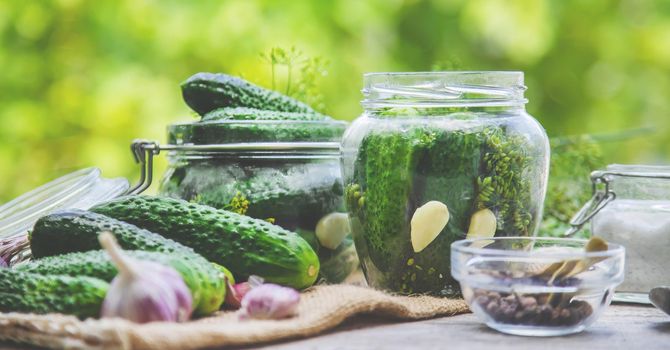 preservation of fresh house cucumbers. Selective focus. nature