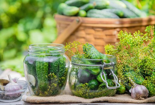 preservation of fresh house cucumbers. Selective focus. nature