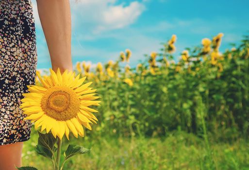 Girl with a sunflower in her hands. Selective focus. nature.