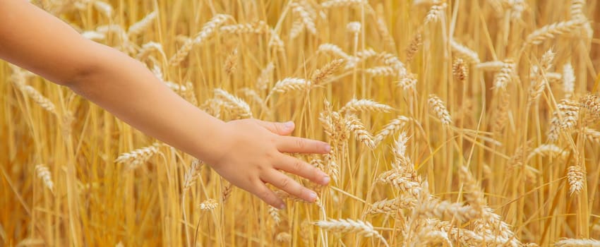 A child in a wheat field. Selective focus. nature.