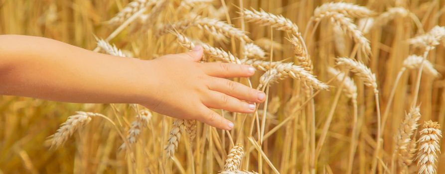 A child in a wheat field. Selective focus. nature.