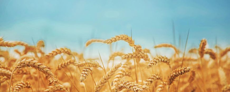 Wheat field on a sunny day. Selective focus. nature.