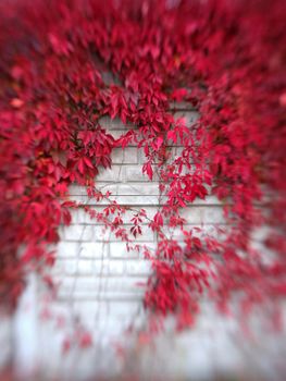 Vertical photo with motion of a wall with a climbing plant with red leaves in autumn