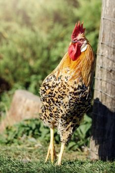 An orange rooster standing near a village fence in the nature background