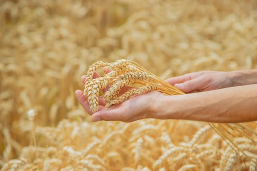 A man with spikelets of wheat in his hands. Selective focus. nature.