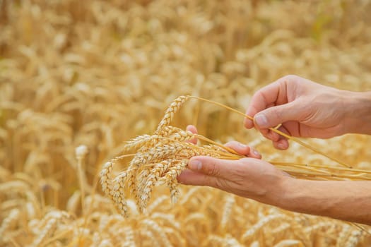 A man with spikelets of wheat in his hands. Selective focus. nature.