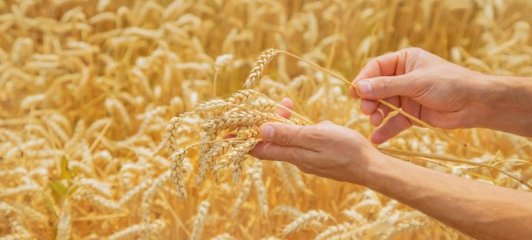 A man with spikelets of wheat in his hands. Selective focus. nature.