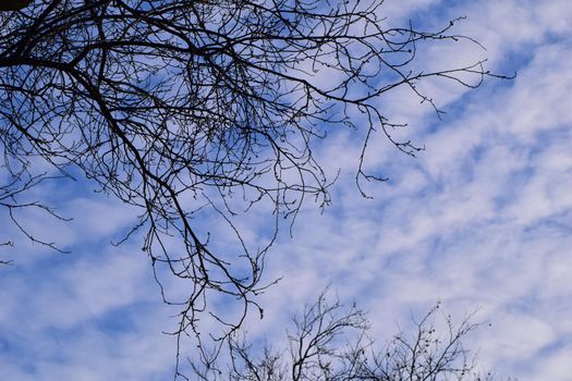 Bare plane tree branches from below against a blue sky with white clouds