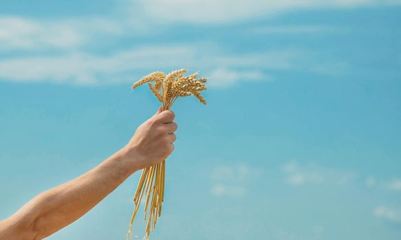 A man with spikelets of wheat in his hands. Selective focus. nature.