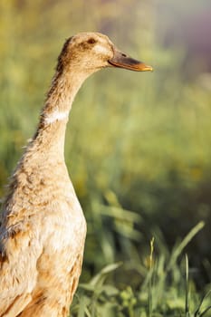 Female Indian Runner Duck, Anas platyrhynchos domesticus. Summer time, free range poultry, green foliage background.
