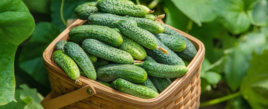 homemade cucumber cultivation and harvest. selective focus. nature