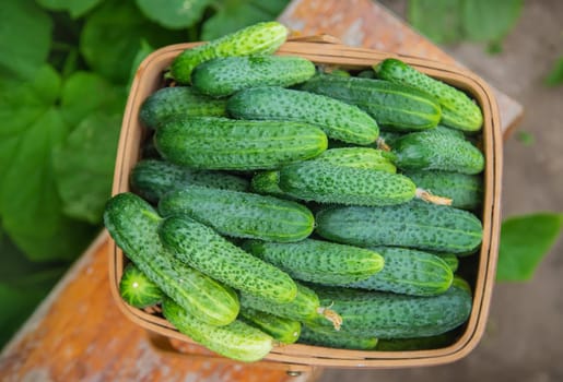 homemade cucumber cultivation and harvest. selective focus. nature
