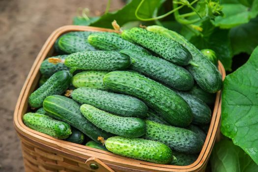 Harvest cucumbers in a basket. Selective focus. Food.
