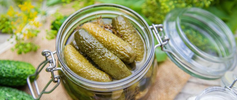 preservation of fresh house cucumbers. Selective focus. nature