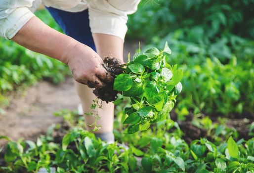 worker with pepper seedlings in spring. Selective focus. nature.