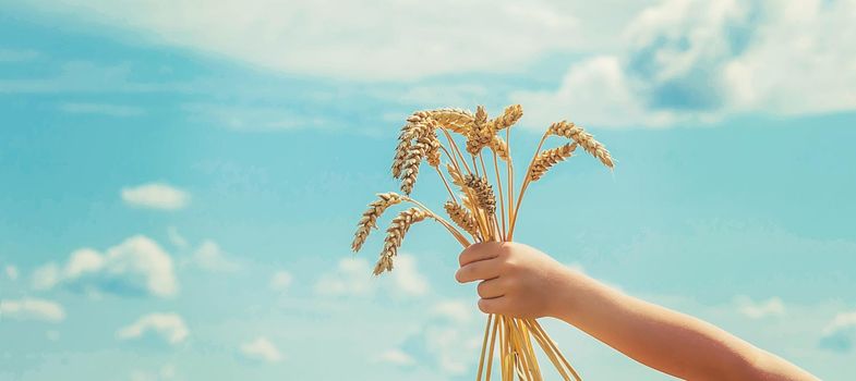 A child in a wheat field. Selective focus. nature.