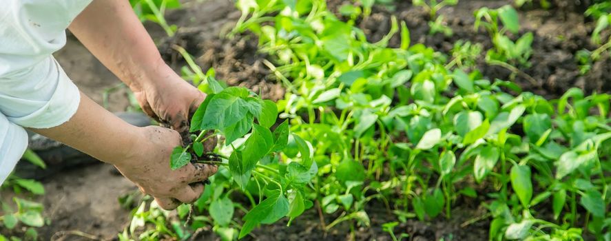 worker with pepper seedlings in spring. Selective focus. nature.